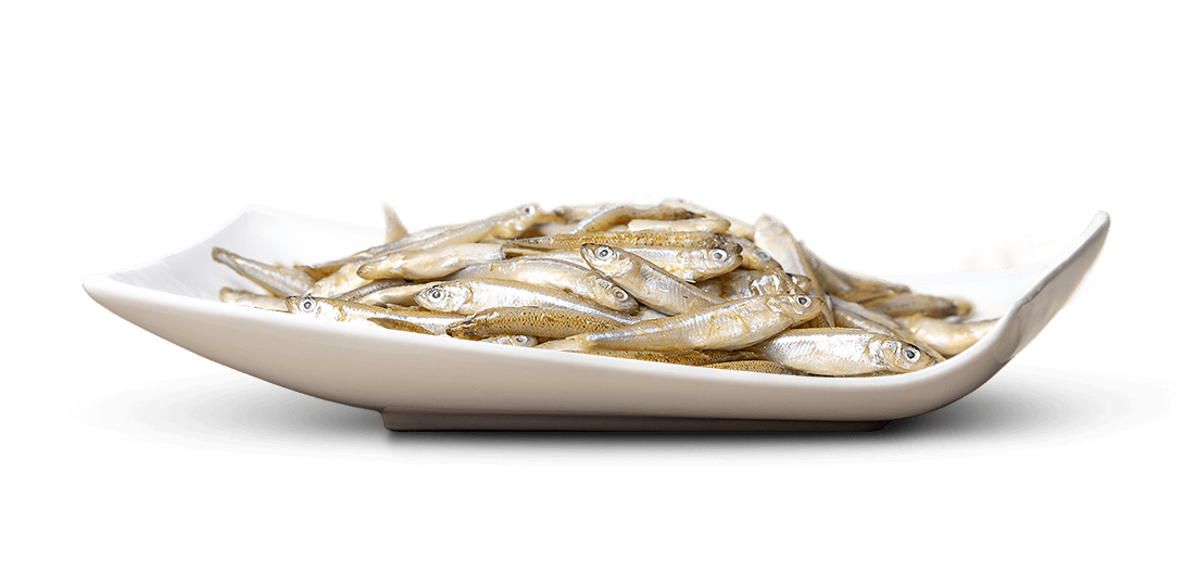 Fischli "Stint" (TK)